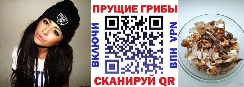 Галлюциногенные грибы Cubensis  закладка  Менделеевск 